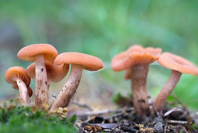 Laccaria laccata